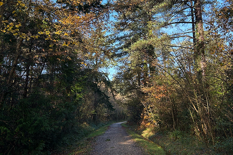 One of the network of paths to explore in Parkhurst Forest