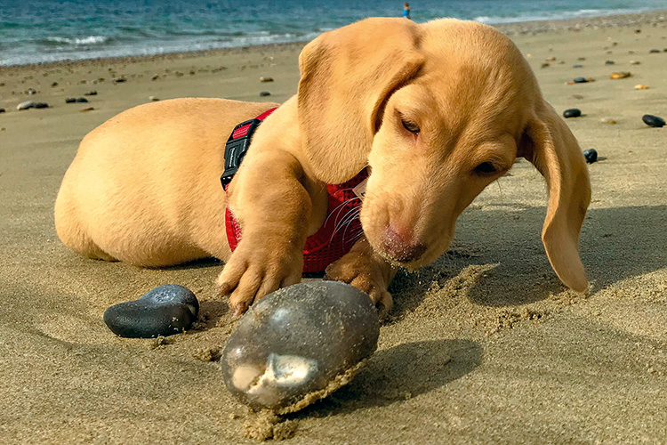 Dog Friendly Days Out - Beach