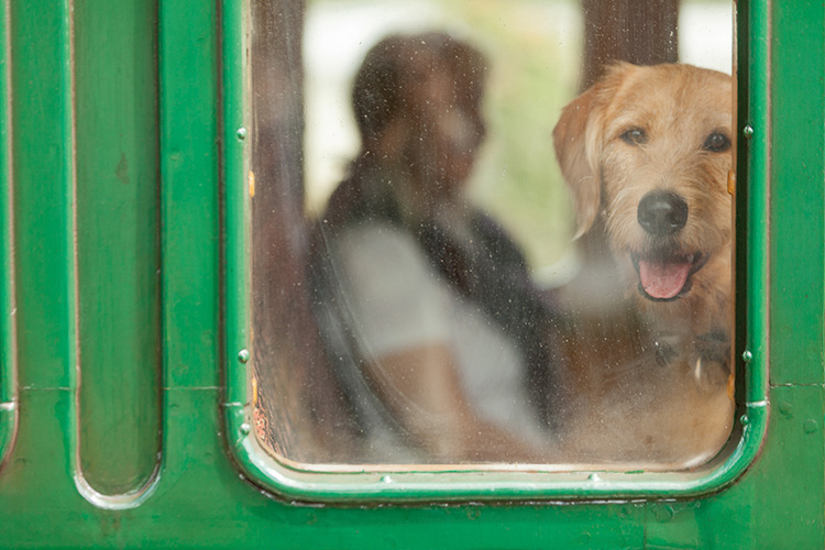 Dog Friendly Days Out - Isle of Wight Steam Railway