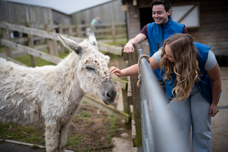 Befriend a donkey at The Isle of Wight Donkey Sanctuary