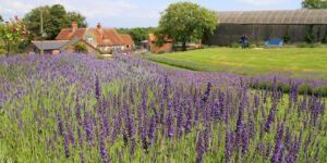 Isle of Wight Lavender