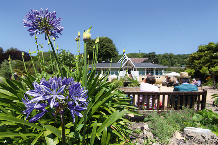 Ventnor Botanic Garden makes the most of the unique microclimate.