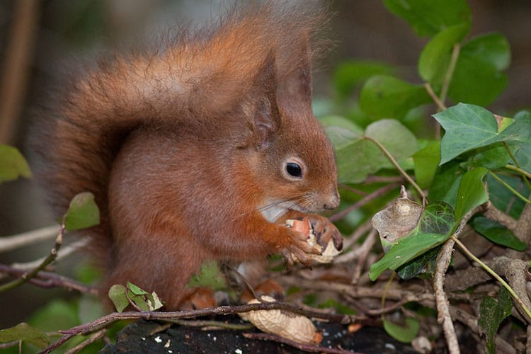 Red Squirrel