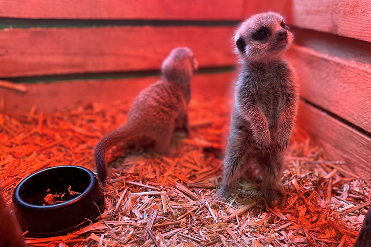 Tapnell Farm Park – Meerkat Pups
