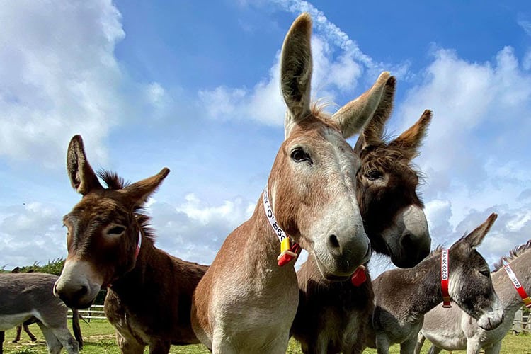 The Isle of Wight Donkey Sanctuary