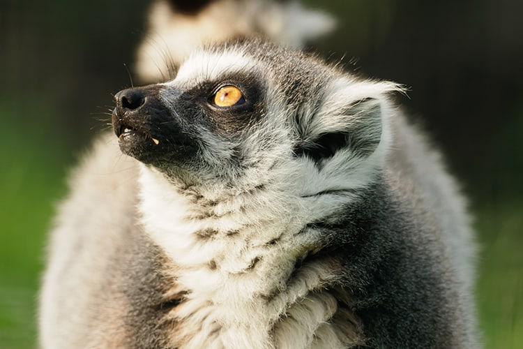 Wildheart Animal Sanctuary – Lemur Experience