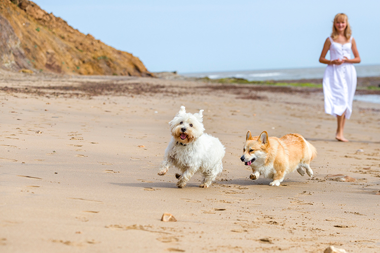 Discover dog-friendly beaches on the Isle of Wight