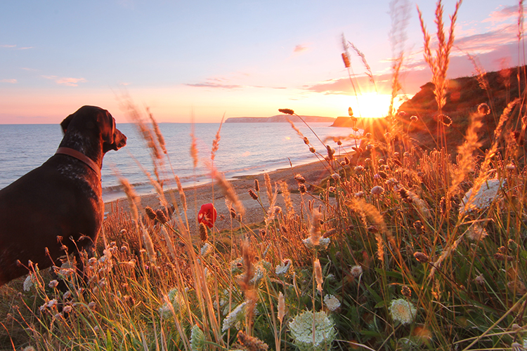 Head out to Brook Beach for some fossil hunting
