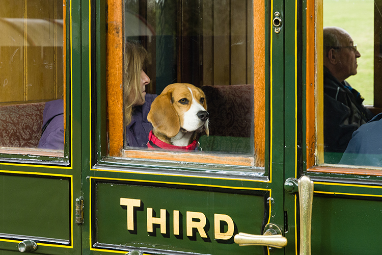 Dog-Friendly - Isle of Wight Steam Railway