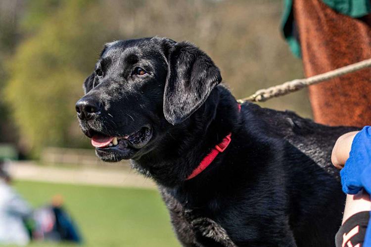 Robin Hill is a perfect day out for families and their furry friends