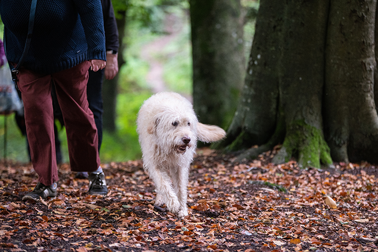 Enjoy a woodland walk with your four-legged friend