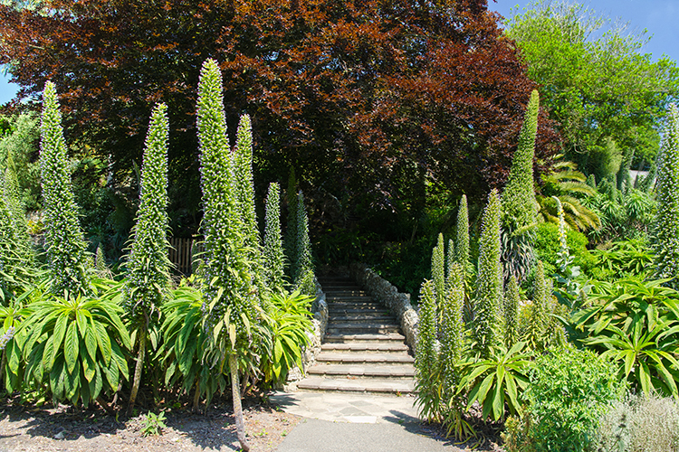 Colourful subtropical plants in Ventnor Botanic Garden