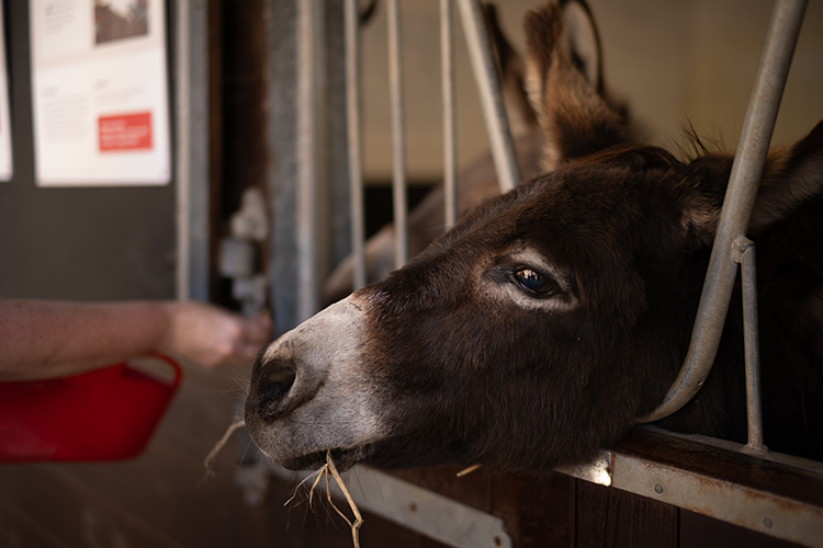 Carisbrooke Castle donkey in the grounds of the historic Isle of Wight attraction