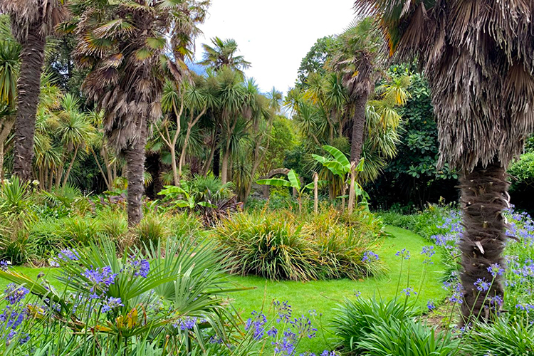 Palm garden at Ventnor Botanic Garden on the Isle of Wight