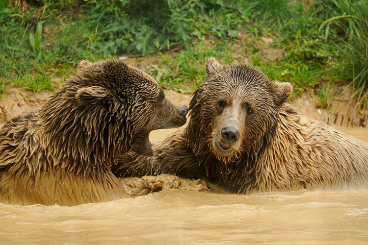 Benji and Balu the rescued bears at Wildheart Animal Sanctuary on the Isle of Wight