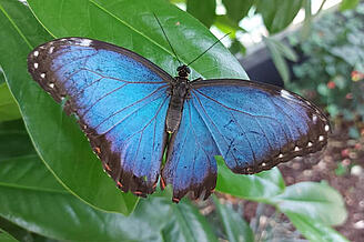Butterfly World IOW