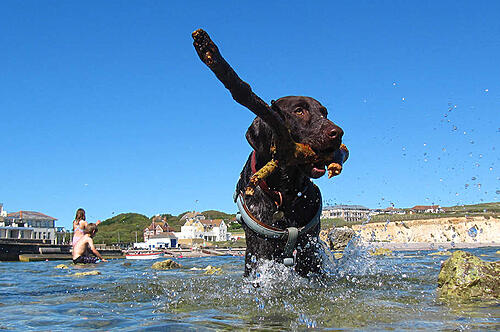 Dog Friendly Days Out