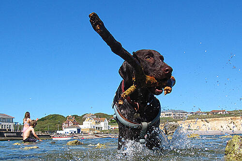 Isle of Wight Dog-Friendly Guide
