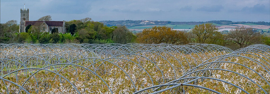 Godshill Orchards, Isle of Wight
