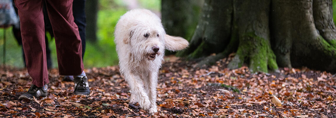 Woodland Dog Walks on the Isle of Wight