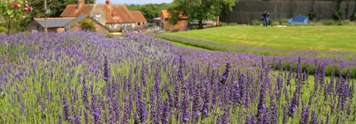 Isle of Wight Lavender
