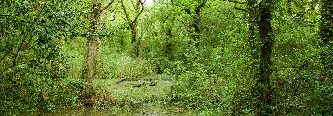 Ningwood Common, Ningwood