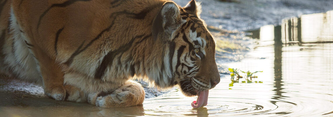 Wildheart Animal Sanctuary - Sunrise Breakfasts