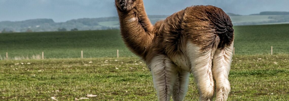 The Llama Tree Bistro & Coffee House